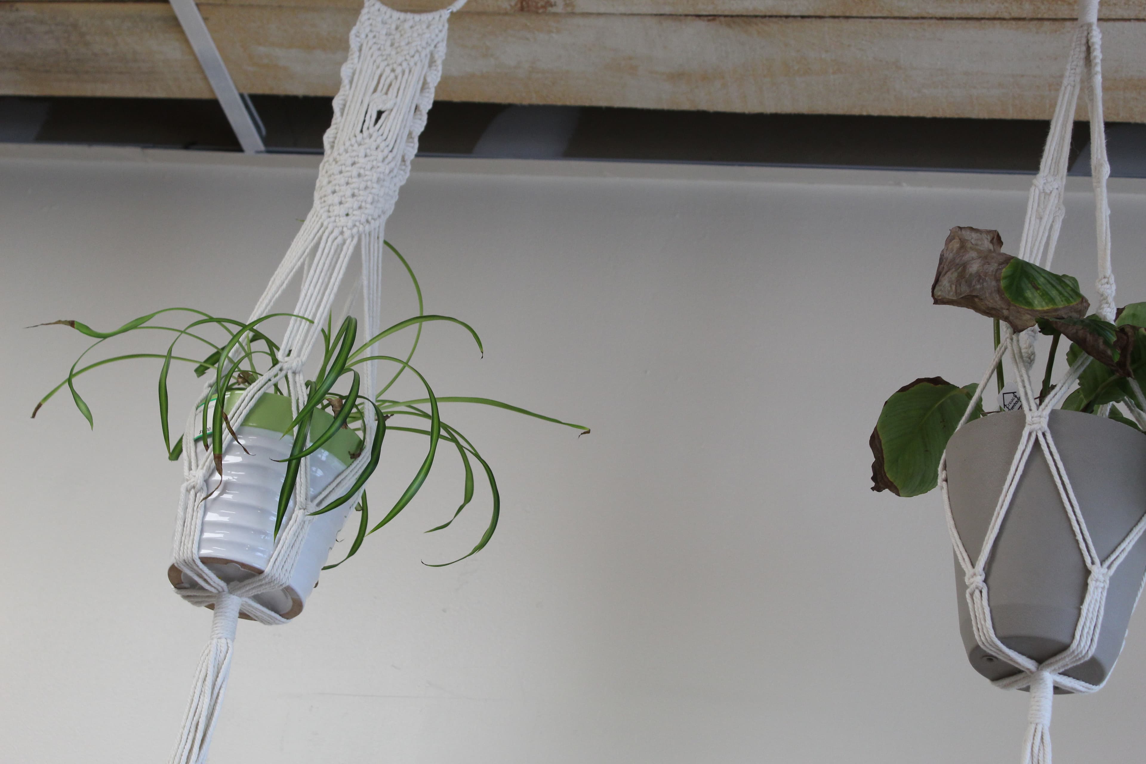 Plants